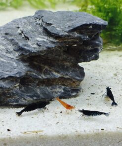 Gambas Neocaridinas Black Sakura Negras 1