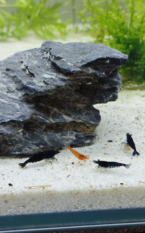 Gambas Neocaridinas Black Sakura Negras 1
