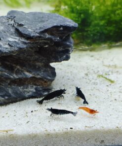 Gambas Neocaridinas Black Sakura Negras 2