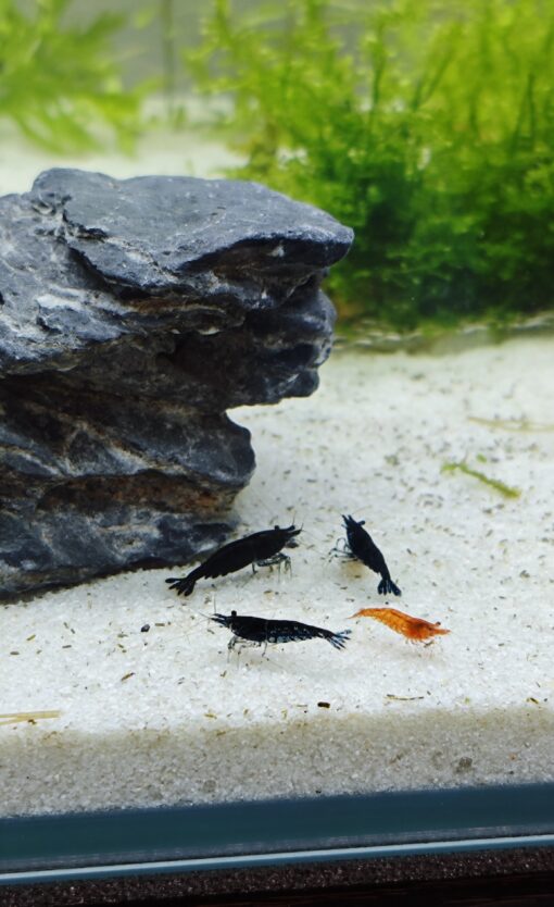 Gambas Neocaridinas Black Sakura Negras 2