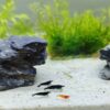 Gambas Neocaridinas Black Sakura Negras 3