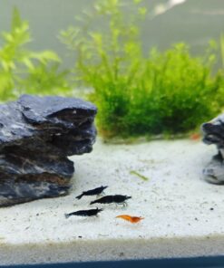Gambas Neocaridinas Black Sakura Negras 3