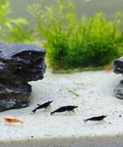 Gambas Neocaridinas Black Sakura Negras 4
