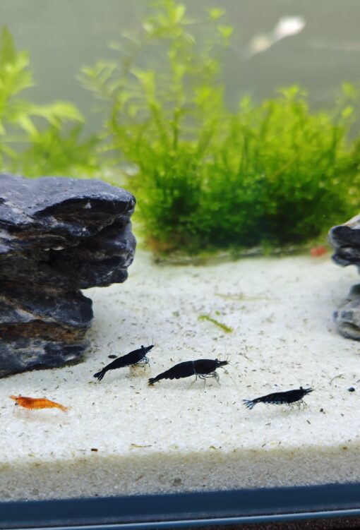 Gambas Neocaridinas Black Sakura Negras 4