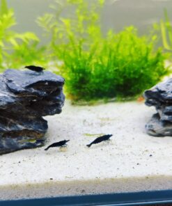 Gambas Neocaridinas Black Sakura Negras