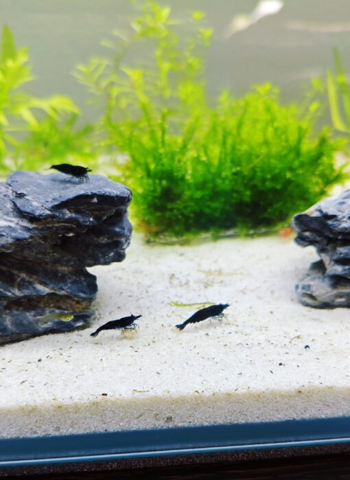 Gambas Neocaridinas Black Sakura Negras
