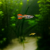 Guppy Endler Red Tiger