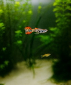 Guppy Endler Red Tiger