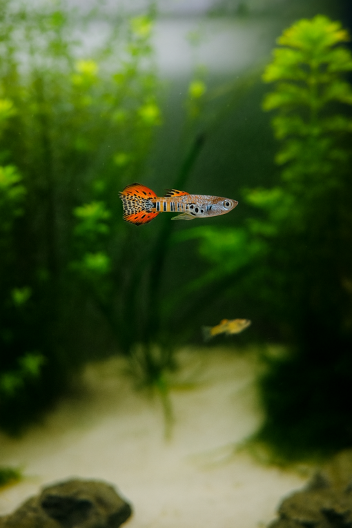 Guppy Endler Red Tiger