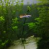 Guppy Endler Red Tiger 3