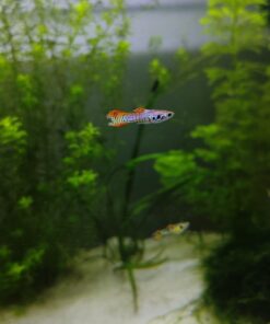 Guppy Endler Red Tiger 3