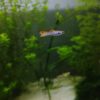 Guppy Endler Red Tiger en acuario plantado nano