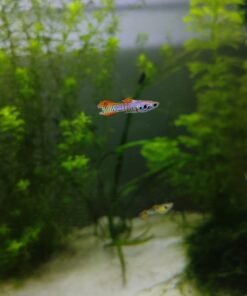 Guppy Endler Red Tiger en acuario plantado nano