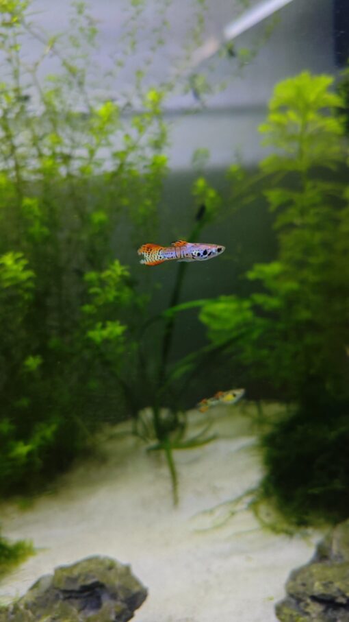 Guppy Endler Red Tiger en acuario plantado nano