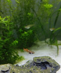 Guppy Endler Red Tiger 4