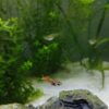 Grupo de Guppy Endler Red Tiger en gambario plantado