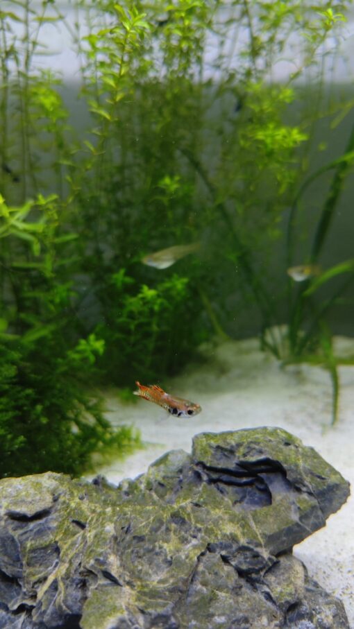 Grupo de Guppy Endler Red Tiger en gambario plantado