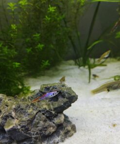 Guppy Endler Red Tiger 2