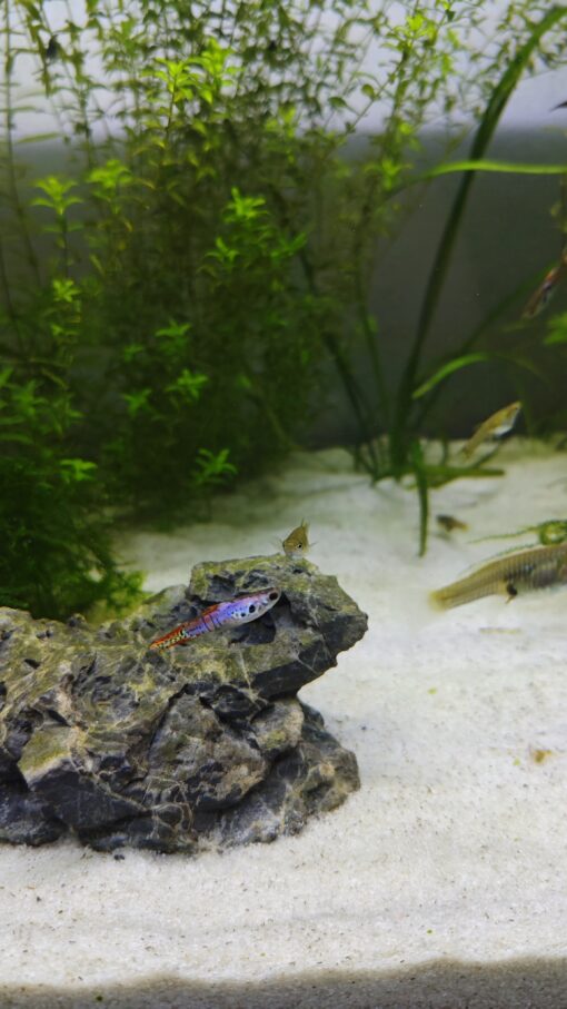 Guppy Endler Red Tiger 2