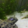 Detalle de patrón Red Tiger en Guppy Endler Poecilia wingei