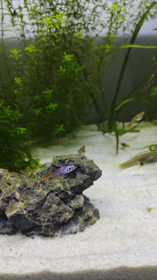 Detalle de patrón Red Tiger en Guppy Endler Poecilia wingei