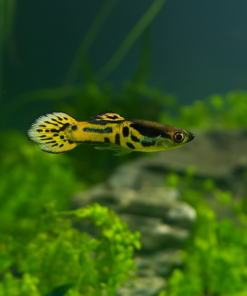 Guppy Endler Tigre