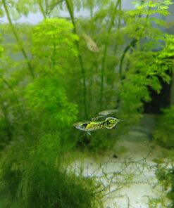 Endler Tigre