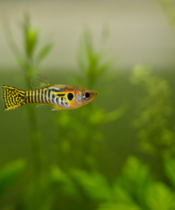 Endler Tigre