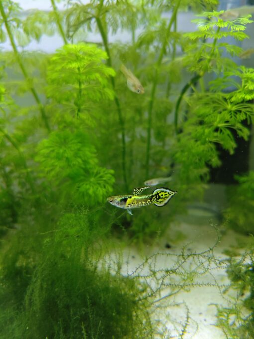 Endler Tigre
