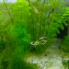 Grupo de Guppy Endler Tigre en nano acuario con musgo