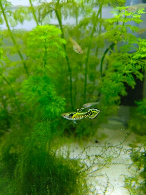Grupo de Guppy Endler Tigre en nano acuario con musgo