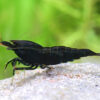 Gambas neocaridinas Negras