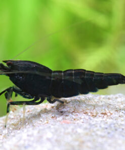 Gambas neocaridinas Negras