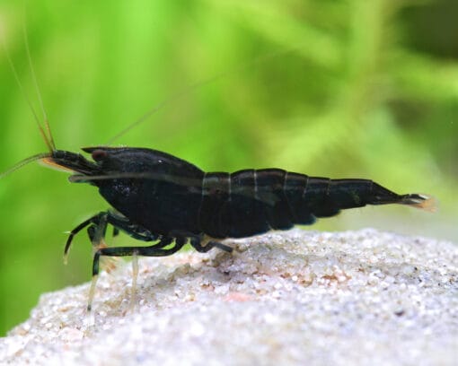 Gambas Neocaridinas Black Sakura negras en acuario plantado