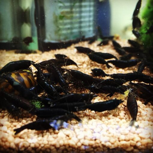 Gambas Neocaridinas Black Sakura Negras - Imagen 5