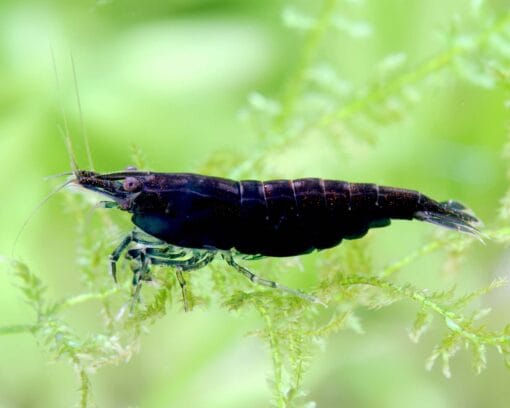 Detalle de gamba Neocaridina Black Sakura color negro intenso