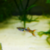 Guppy Endler 2