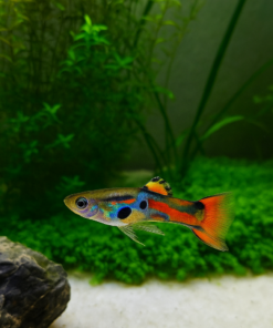 Guppy Endler