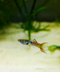 Guppy Endler 2