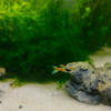 Guppy Endler 3