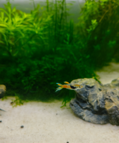Guppy Endler 3