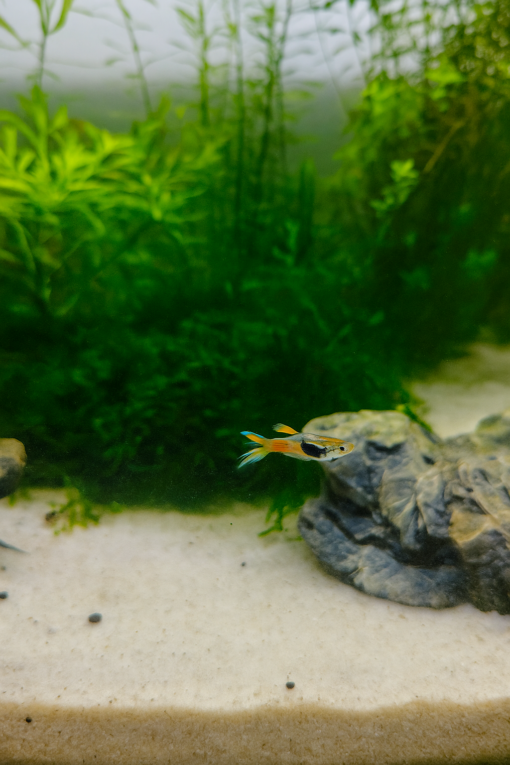 Trio de Guppy Endler Pure Line auténticos en acuario plantado
