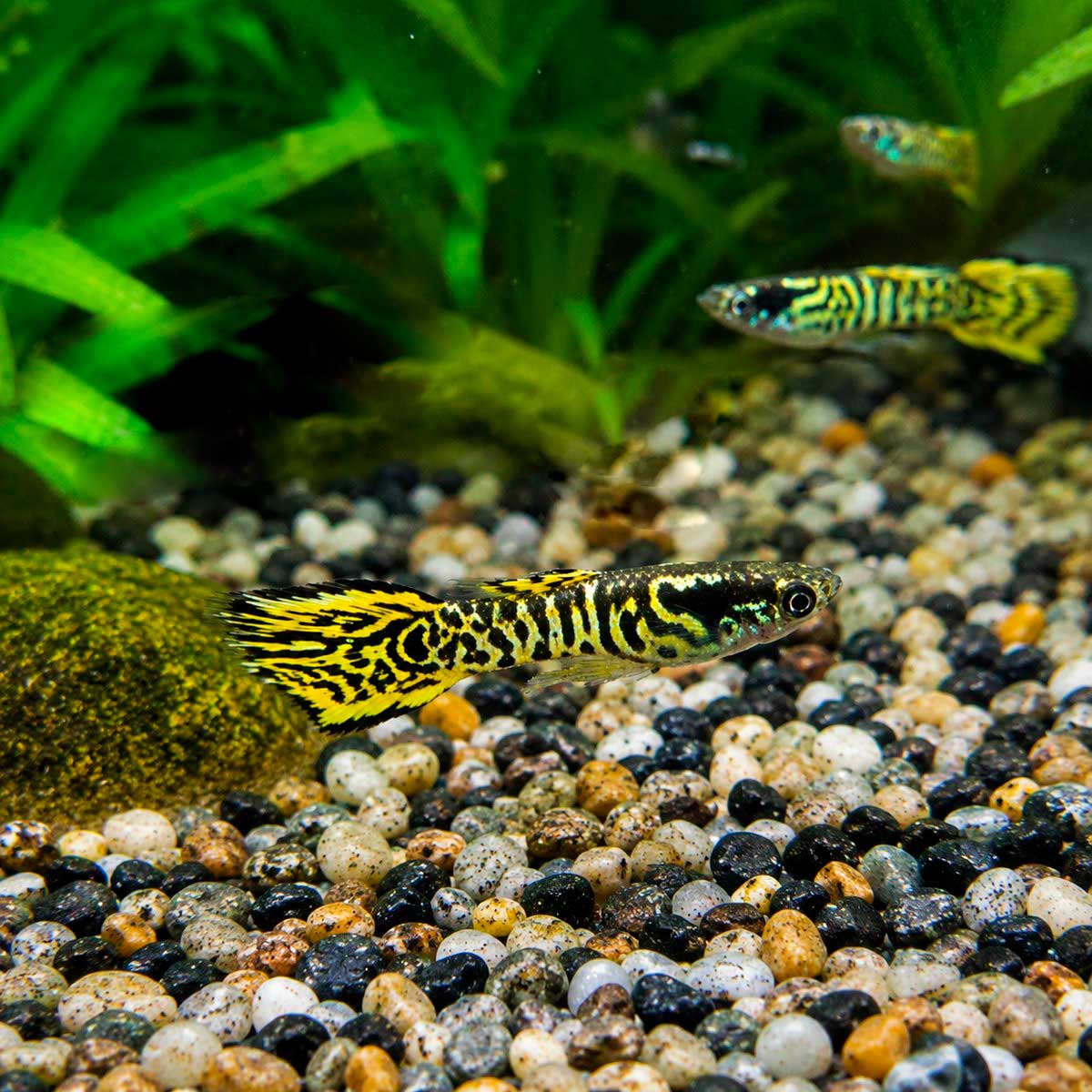 Guppy-Endler-Tigre-Todos