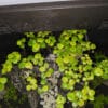 Detalle de hoja de Amazon Frogbit con raíces sumergidas
