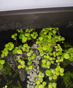 Detalle de hoja de Amazon Frogbit con raíces sumergidas