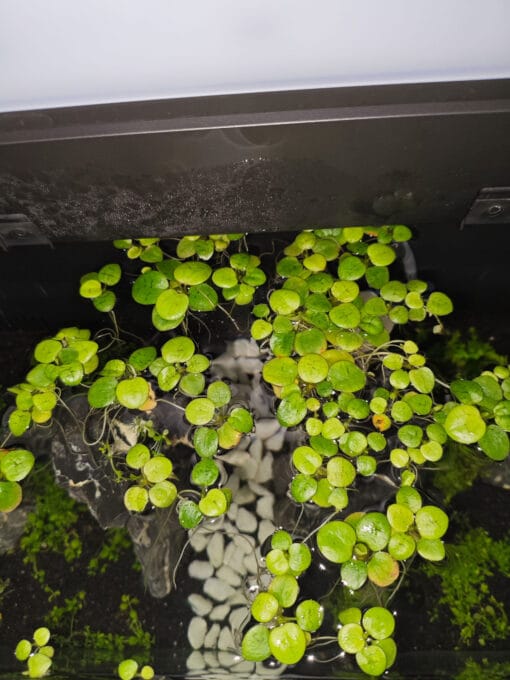 Detalle de hoja de Amazon Frogbit con raíces sumergidas