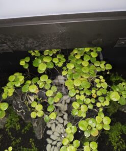 Limnobium Laevigatum