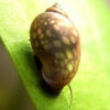 Caracol Physa