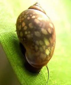 Caracol Physa acuario sobre hoja de planta acuática