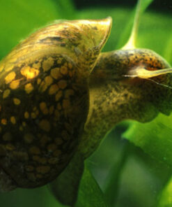 Caracol Physa Acuario 2